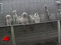 the humane society says many petland stores are selling puppies from so-called puppy mills, but telling customers that the dogs come from good breeders.  (nov. 20)