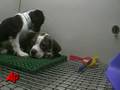 Humane Society Says Petland Tied to Puppy Mills