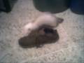 huron jugando