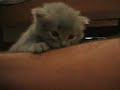 Topella la gattina propio bella