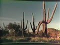 Giant Sandworms (Howe Gelb) - Body Of Water - 1983