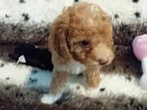soft and fluffy female maltipoo