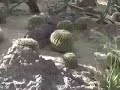 Rock Art & Cactus Garden with music by Kinloch Nelson Rock Art & Cactus Garden with music by Kinloch Nelson