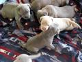 cute puppies