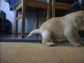 puppy poo.... puppy poo....