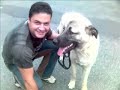 kangal hikayesi