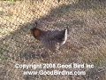 Best Bird Mating Dance...Maybe? Best Bird Mating Dance...Maybe?