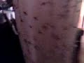 Click here to watch this video tul0g lhat chimeng gcng ppg