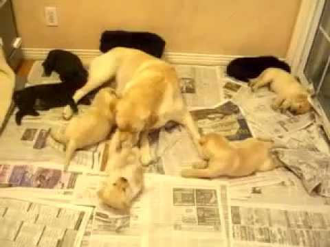 Cutest Lab Puppies in the World Play with Mom
