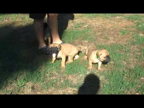 cane corso