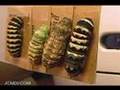 Indra Swallowtail Butterfly Pupation Time Lapse