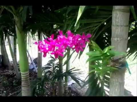 how to attach orchid to a tree