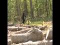 BIGFOOT IN BOONDOCK  GA.VIDEO