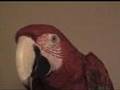 talking MAcaws playing