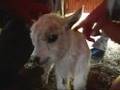 Tiny goats