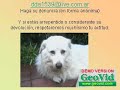 Indio mi mascota - Kuvasz robado -
