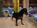 ΔΑΜΙΓΟΣ - ΚΑΤΟΙΚΙΔΙΑ ΖΩΑ - PET SHOP - ΗΡΑΚΛΕΙΟ ΚΡΗΤΗΣ