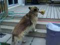 Give a dog a bone.