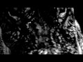 \"My Pet Monster\" Alligator Video
