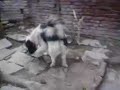 Max the king :P