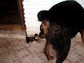 Rottweiler adopts kitten Rottweiler adopts kitten