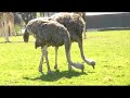 fota wildlife park