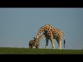 Fota Wildlife Park