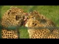 fota wildlife park