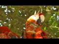 Fota Wildlife Park