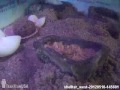Click here to watch this video 2012-05-10 - @ShellterWest - Project Shellter
