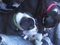 Pitbull Pup *Panda and her toy*