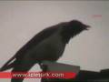 Corvine bird Calls upon Allah name