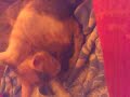 naissance de petit chaton en direct live