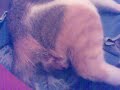 naissance de petit chaton en direct live