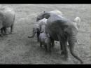 4.11.08 3.39pm EP Breeding herd of Elephants to the waterho 4.11.08 3.39pm EP Breeding herd of Elephants to the waterho