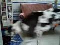 Bulldog Francés video