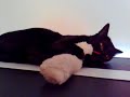 Bombay Cat plays with a toy Bombay Cat plays with a toy