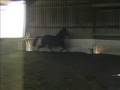 State Premium Holsteiner Mare for sale