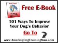 Dog Training - How To Train Your Labrador Retriever