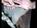 videos de Finger nail gets ripped off
