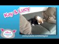 Ultra Kawaii - Couch Potato Pets! | Pets Animals Videos,pets-animals-videos free online video