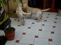 videos de PADRE E HIJO JUGUETEANDO EN EL PATIO DE MI CASA