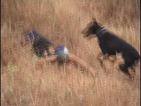 doberman attaque