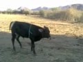 jaripeo tlalchapa 2012