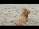 Beasly at the Beach
