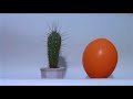 Exuss - Surprise
