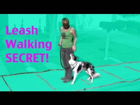 how to train your dog to walk without a leash