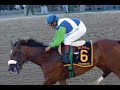 Barbaro\