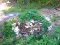 videos de Garden 2008 Walkthrough