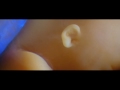 MoTrip - Embryo (Albumteaser)